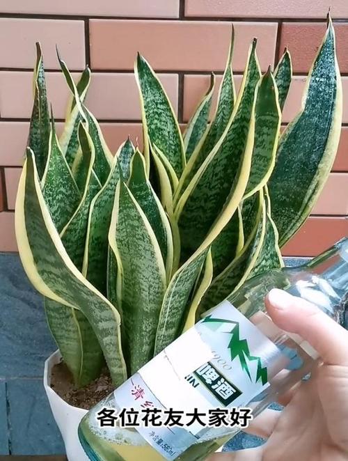 虎皮兰可以用啤酒浇吗(虎皮兰能用啤酒吗)-第3张图片-多多自然网 虎皮兰可以用啤酒浇吗(虎皮兰能用啤酒吗)-第3张图片-多多自然网