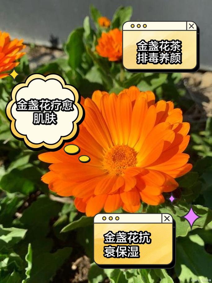 给花吃点美容药(给花吃点美容药可以吗)-第1张图片-多多自然网 给花吃点美容药(给花吃点美容药可以吗)-第1张图片-多多自然网