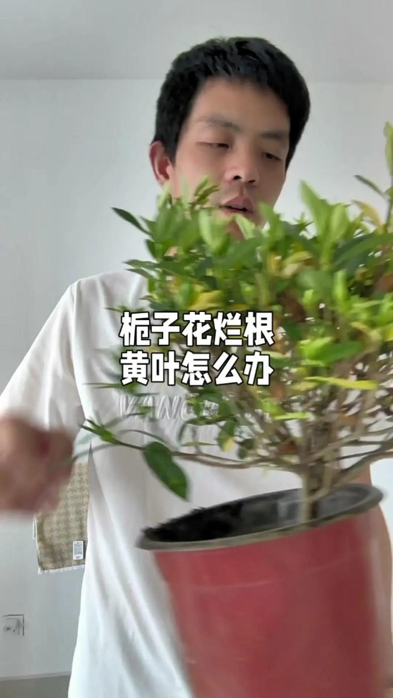 给花吃点美容药(给花吃点美容药可以吗)-第4张图片-多多自然网 给花吃点美容药(给花吃点美容药可以吗)-第4张图片-多多自然网