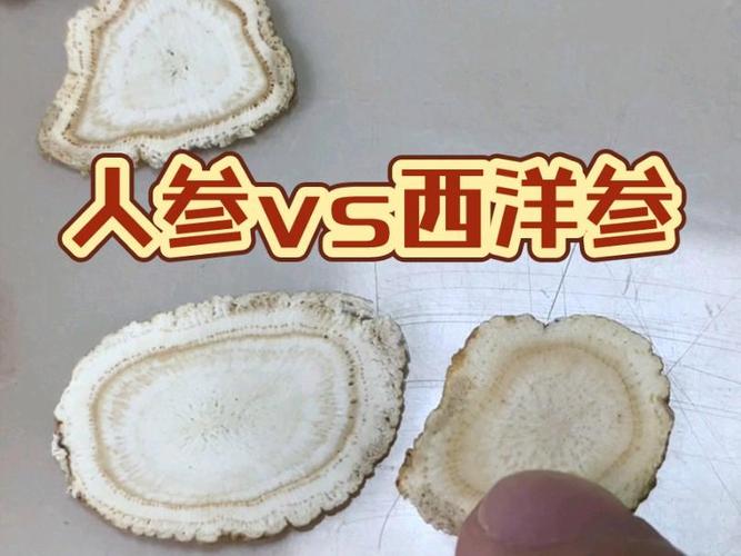西洋参长什么样(西洋参同花旗参一样吗)-第6张图片-多多自然网 西洋参长什么样(西洋参同花旗参一样吗)-第6张图片-多多自然网