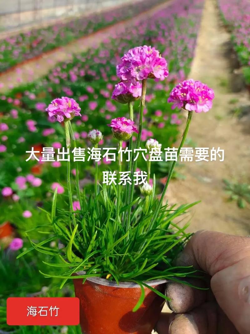海石竹的繁殖方法(海石竹的繁殖方法图解)-第5张图片-多多自然网 海石竹的繁殖方法(海石竹的繁殖方法图解)-第5张图片-多多自然网