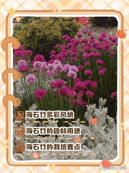 海石竹的繁殖方法(海石竹的繁殖方法图解)-第7张图片-多多自然网 海石竹的繁殖方法(海石竹的繁殖方法图解)-第7张图片-多多自然网