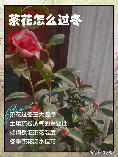 茶花冬天怎么养（茶花冬天怎么养护和浇水）-第1张图片-多多自然网