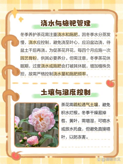 茶花冬天怎么养（茶花冬天怎么养护和浇水）-第4张图片-多多自然网