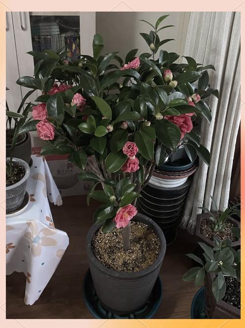 茶花冬天怎么养（茶花冬天怎么养护和浇水）-第5张图片-多多自然网