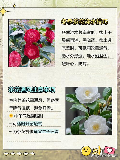 茶花冬天怎么养（茶花冬天怎么养护和浇水）-第6张图片-多多自然网
