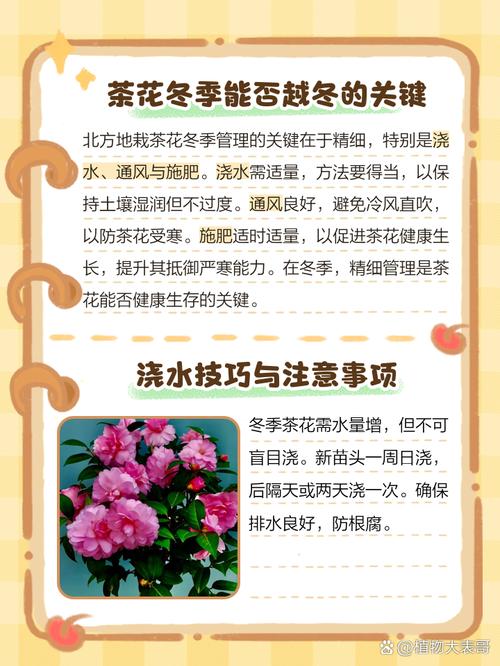 茶花冬天怎么养（茶花冬天怎么养护和浇水）-第8张图片-多多自然网