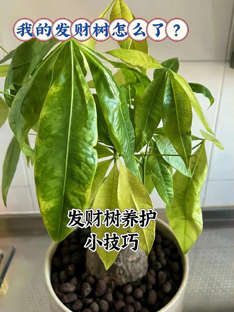 发财树换盆注意事项(发财树换盆怎么浇水)-第1张图片-多多自然网 发财树换盆注意事项(发财树换盆怎么浇水)-第1张图片-多多自然网