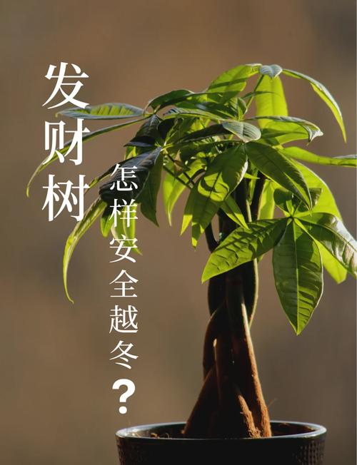 发财树换盆注意事项(发财树换盆怎么浇水)-第3张图片-多多自然网 发财树换盆注意事项(发财树换盆怎么浇水)-第3张图片-多多自然网