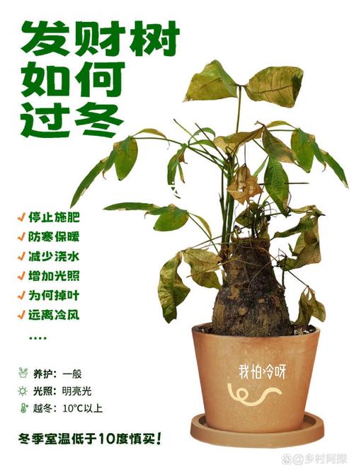 发财树换盆注意事项(发财树换盆怎么浇水)-第6张图片-多多自然网 发财树换盆注意事项(发财树换盆怎么浇水)-第6张图片-多多自然网