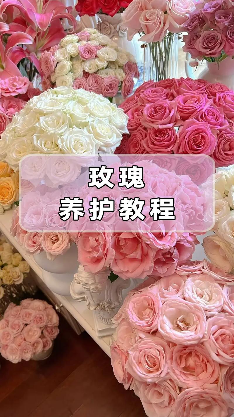 怎么让玫瑰开花(如何使玫瑰开花)-第4张图片-多多自然网 怎么让玫瑰开花(如何使玫瑰开花)-第4张图片-多多自然网