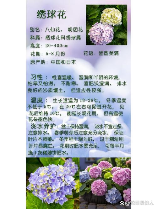 绣球花的养殖方法(绣球花的养殖方法和注意事项)-第4张图片-多多自然网 绣球花的养殖方法(绣球花的养殖方法和注意事项)-第4张图片-多多自然网