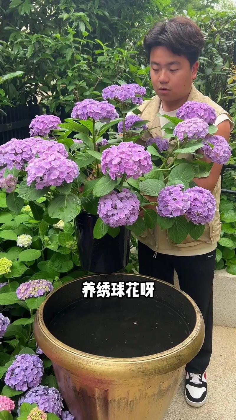 绣球花的养殖方法(绣球花的养殖方法和注意事项)-第5张图片-多多自然网 绣球花的养殖方法(绣球花的养殖方法和注意事项)-第5张图片-多多自然网
