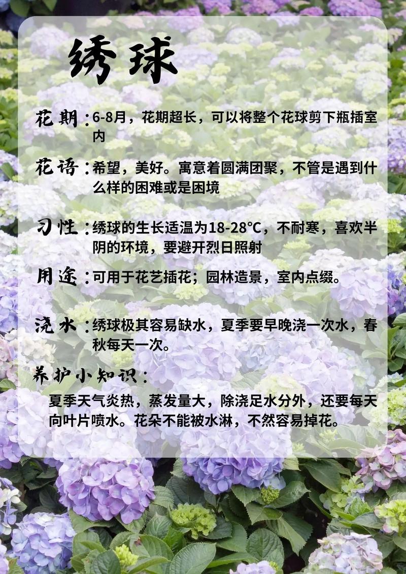 绣球花的养殖方法(绣球花的养殖方法和注意事项)-第6张图片-多多自然网 绣球花的养殖方法(绣球花的养殖方法和注意事项)-第6张图片-多多自然网