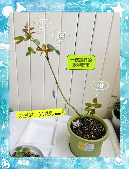 月季小苗怎么养长得快(月季小苗好养活吗)-第1张图片-多多自然网 月季小苗怎么养长得快(月季小苗好养活吗)-第1张图片-多多自然网
