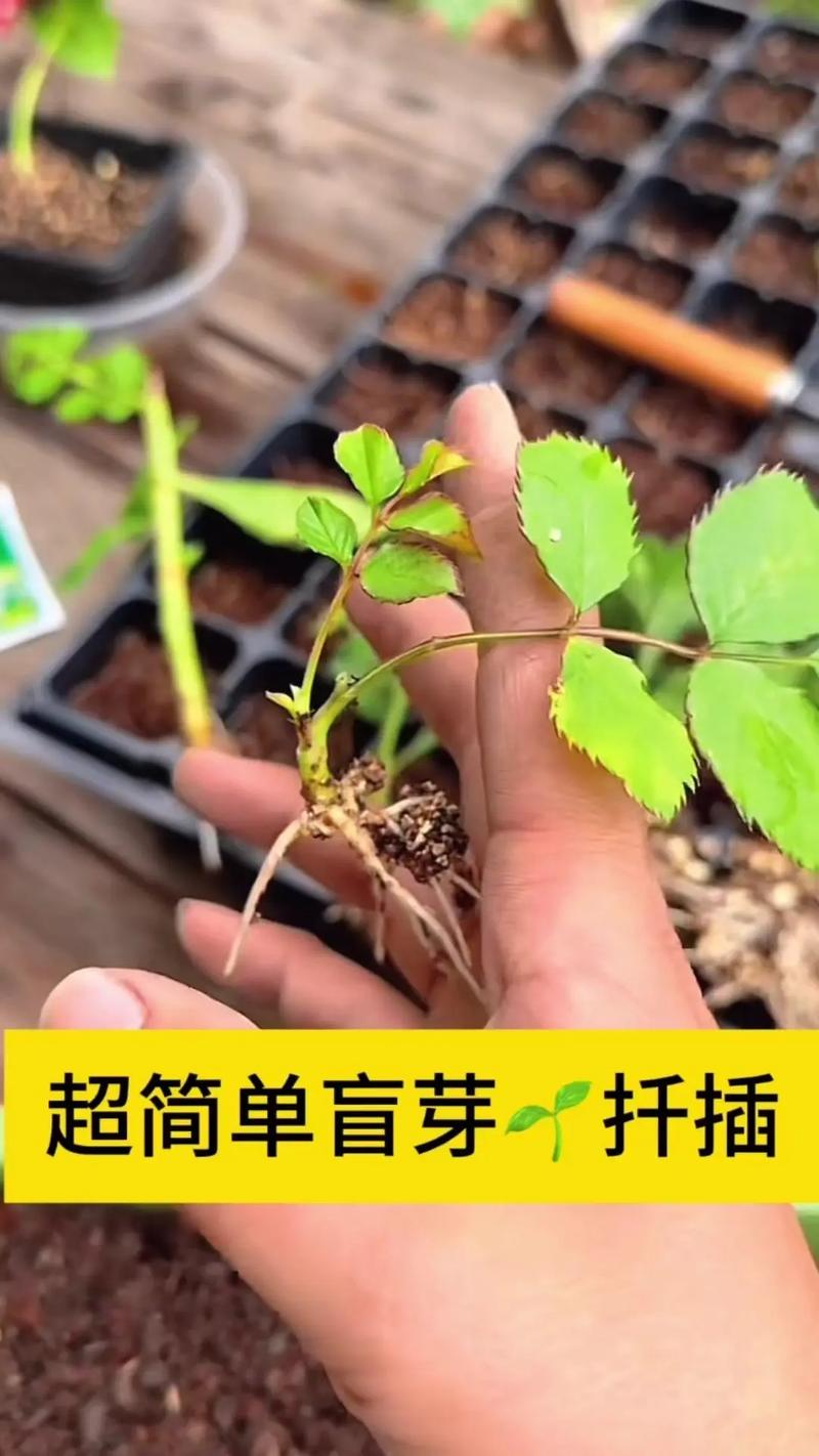 月季小苗怎么养长得快(月季小苗好养活吗)-第2张图片-多多自然网 月季小苗怎么养长得快(月季小苗好养活吗)-第2张图片-多多自然网