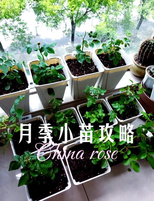 月季小苗怎么养长得快(月季小苗好养活吗)-第3张图片-多多自然网 月季小苗怎么养长得快(月季小苗好养活吗)-第3张图片-多多自然网