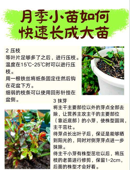 月季小苗怎么养长得快(月季小苗好养活吗)-第4张图片-多多自然网 月季小苗怎么养长得快(月季小苗好养活吗)-第4张图片-多多自然网