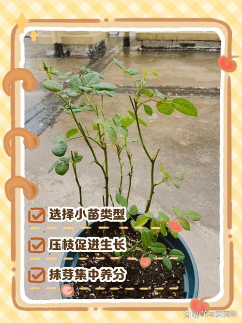 月季小苗怎么养长得快(月季小苗好养活吗)-第6张图片-多多自然网 月季小苗怎么养长得快(月季小苗好养活吗)-第6张图片-多多自然网