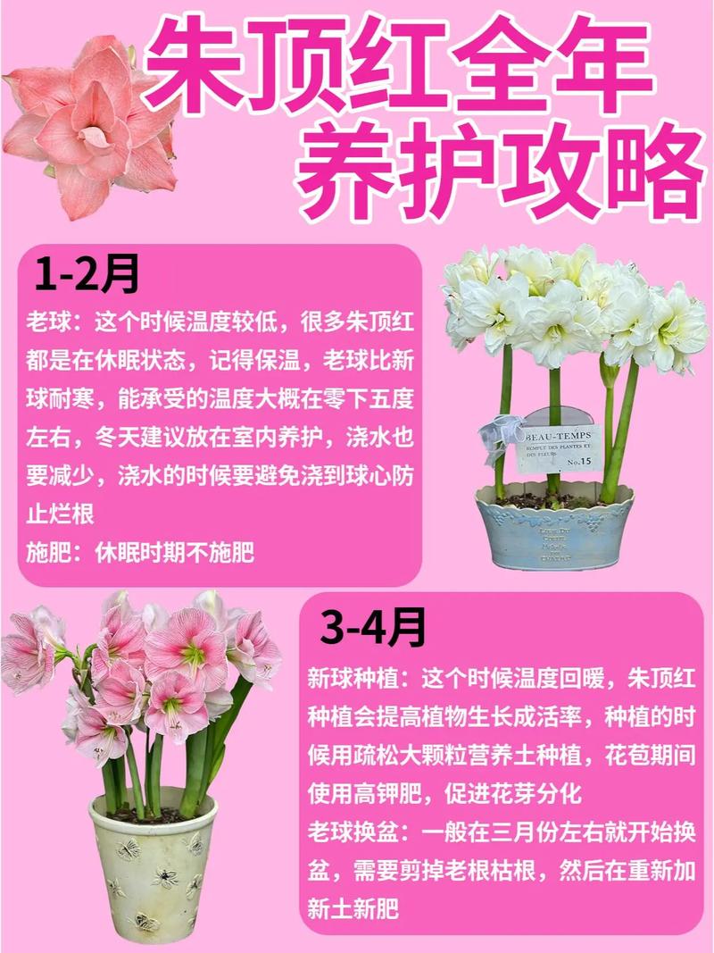 朱顶红怎么休眠(朱顶红怎么休眠成功)-第1张图片-多多自然网 朱顶红怎么休眠(朱顶红怎么休眠成功)-第1张图片-多多自然网