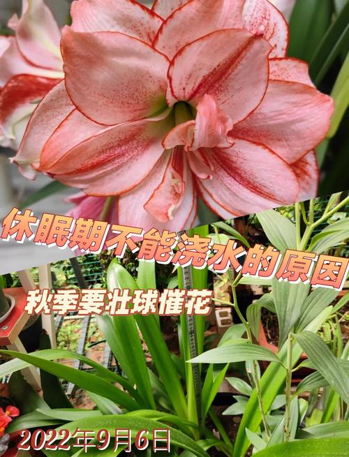 朱顶红怎么休眠(朱顶红怎么休眠成功)-第4张图片-多多自然网 朱顶红怎么休眠(朱顶红怎么休眠成功)-第4张图片-多多自然网