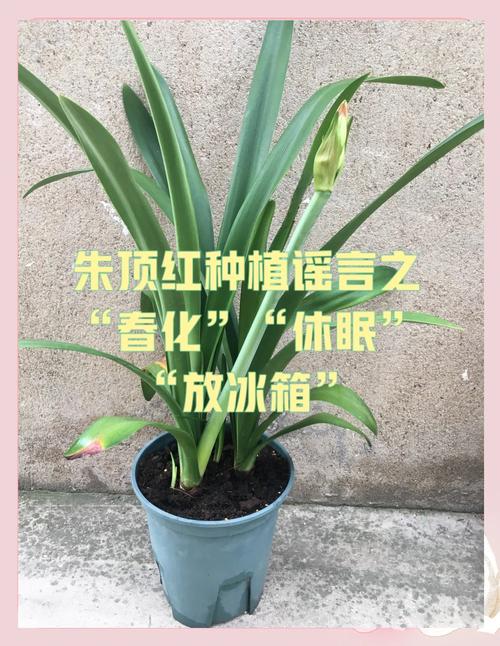 朱顶红怎么休眠(朱顶红怎么休眠成功)-第5张图片-多多自然网 朱顶红怎么休眠(朱顶红怎么休眠成功)-第5张图片-多多自然网