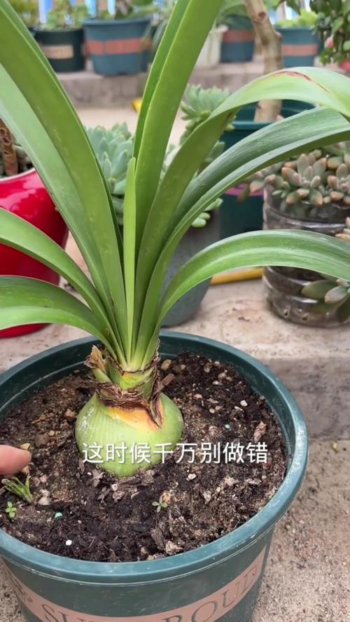 朱顶红怎么休眠(朱顶红怎么休眠成功)-第6张图片-多多自然网 朱顶红怎么休眠(朱顶红怎么休眠成功)-第6张图片-多多自然网