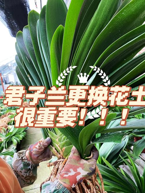 君子兰换土能用旧土吗(君子兰换土用浇水吗)-第3张图片-多多自然网 君子兰换土能用旧土吗(君子兰换土用浇水吗)-第3张图片-多多自然网