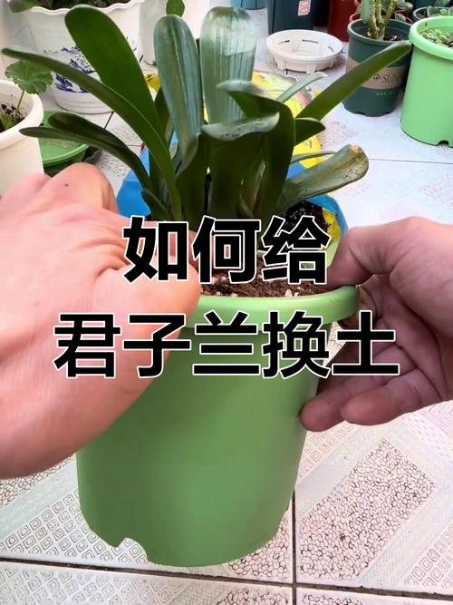 君子兰换土能用旧土吗(君子兰换土用浇水吗)-第5张图片-多多自然网 君子兰换土能用旧土吗(君子兰换土用浇水吗)-第5张图片-多多自然网