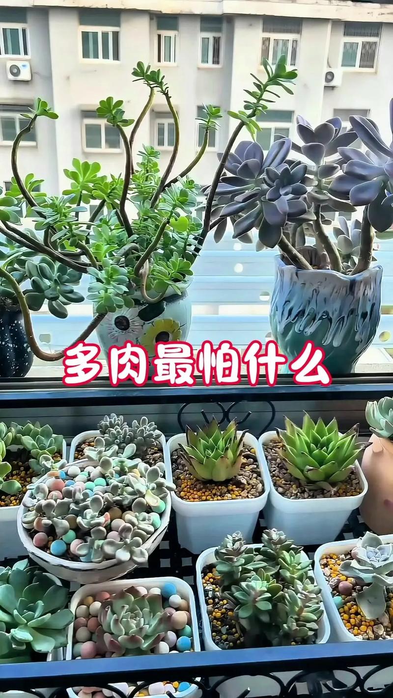 多肉如何养成老桩(多肉如何养出老桩)-第2张图片-多多自然网 多肉如何养成老桩(多肉如何养出老桩)-第2张图片-多多自然网