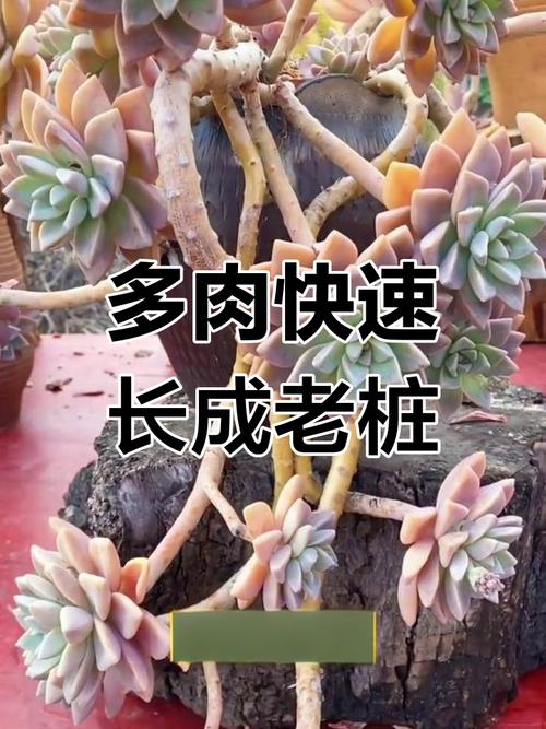 多肉如何养成老桩(多肉如何养出老桩)-第3张图片-多多自然网 多肉如何养成老桩(多肉如何养出老桩)-第3张图片-多多自然网