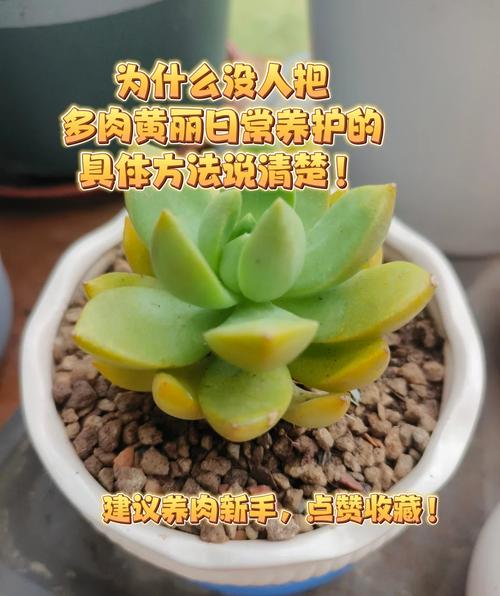 多肉如何养成老桩(多肉如何养出老桩)-第5张图片-多多自然网 多肉如何养成老桩(多肉如何养出老桩)-第5张图片-多多自然网