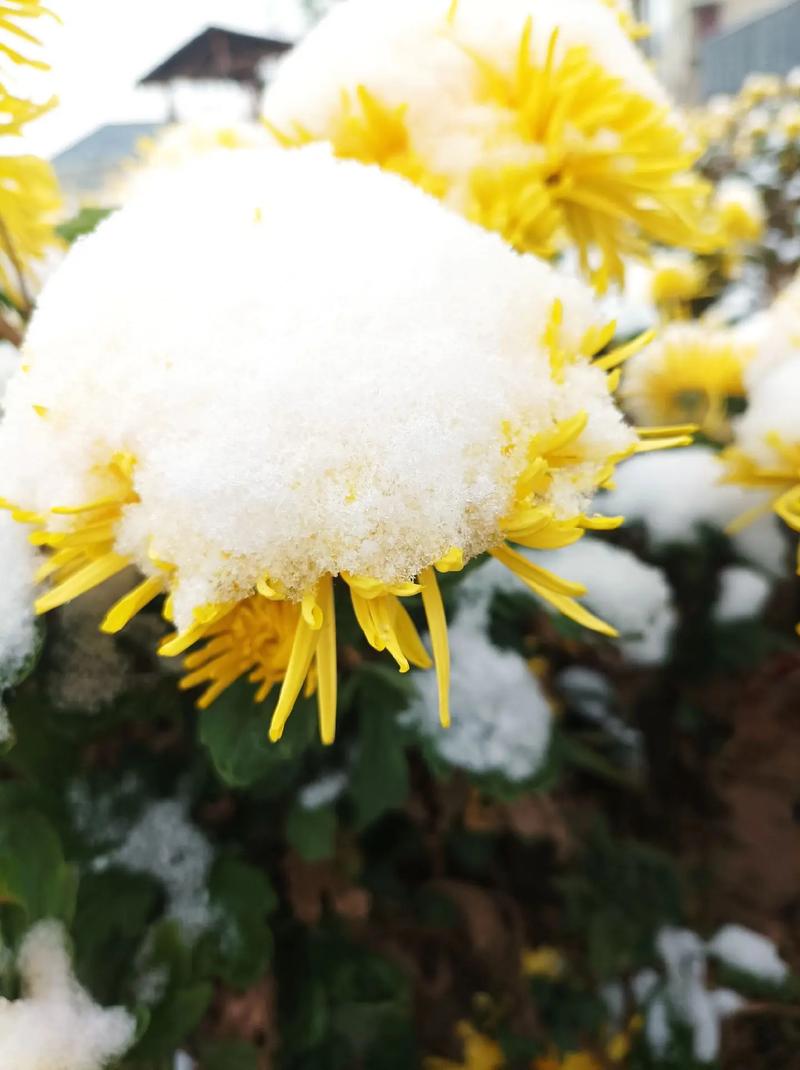 菊花冬天怎么养(菊花冬天的养护)-第2张图片-多多自然网 菊花冬天怎么养(菊花冬天的养护)-第2张图片-多多自然网