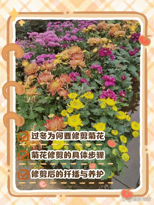 菊花冬天怎么养(菊花冬天的养护)-第4张图片-多多自然网 菊花冬天怎么养(菊花冬天的养护)-第4张图片-多多自然网
