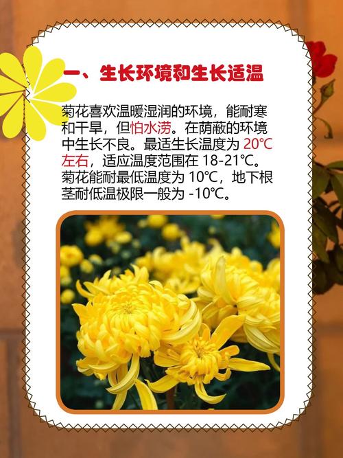 菊花冬天怎么养(菊花冬天的养护)-第5张图片-多多自然网 菊花冬天怎么养(菊花冬天的养护)-第5张图片-多多自然网