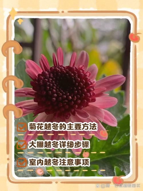 菊花冬天怎么养(菊花冬天的养护)-第6张图片-多多自然网 菊花冬天怎么养(菊花冬天的养护)-第6张图片-多多自然网