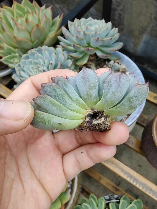 多肉叶子干成皮(多肉叶子都干了)-第1张图片-多多自然网 多肉叶子干成皮(多肉叶子都干了)-第1张图片-多多自然网