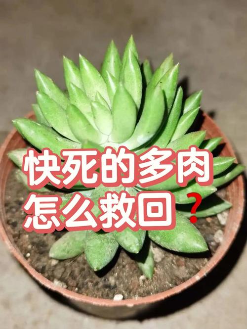 多肉叶子干成皮(多肉叶子都干了)-第3张图片-多多自然网 多肉叶子干成皮(多肉叶子都干了)-第3张图片-多多自然网