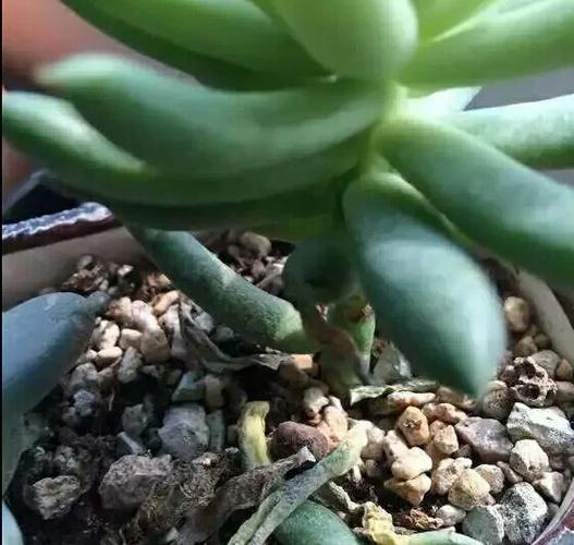 多肉叶子干成皮(多肉叶子都干了)-第5张图片-多多自然网 多肉叶子干成皮(多肉叶子都干了)-第5张图片-多多自然网