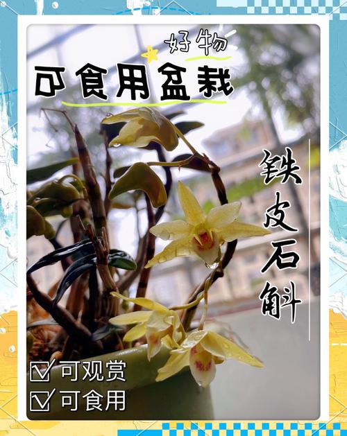 石斛怎么养才好(石斛怎么养比较好)-第1张图片-多多自然网 石斛怎么养才好(石斛怎么养比较好)-第1张图片-多多自然网