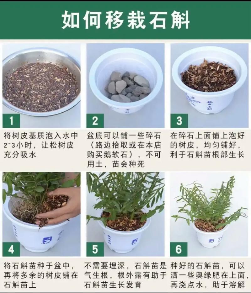石斛怎么养才好(石斛怎么养比较好)-第2张图片-多多自然网 石斛怎么养才好(石斛怎么养比较好)-第2张图片-多多自然网