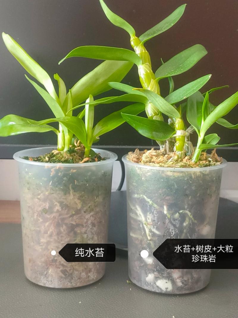 石斛怎么养才好(石斛怎么养比较好)-第3张图片-多多自然网 石斛怎么养才好(石斛怎么养比较好)-第3张图片-多多自然网