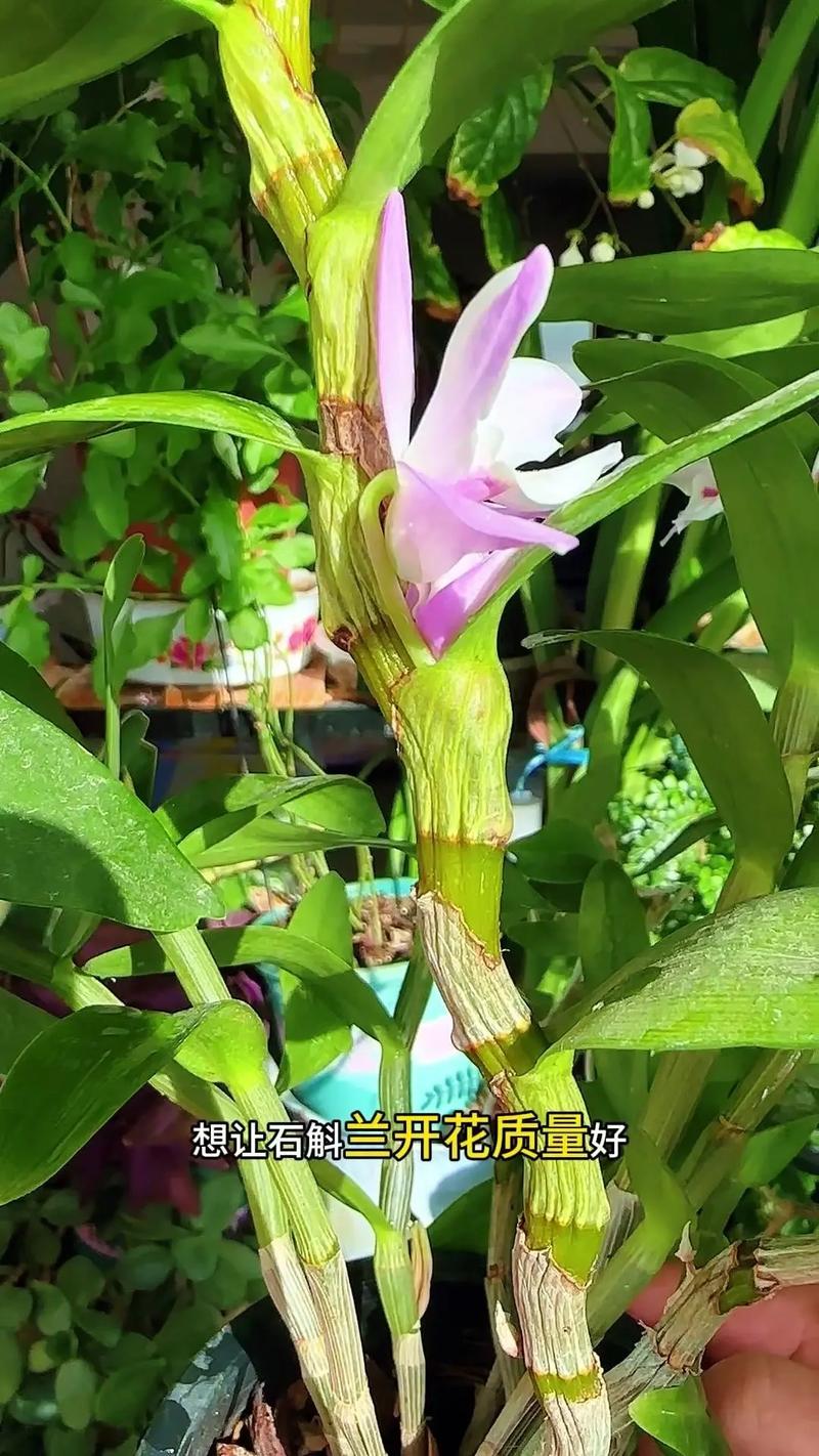 石斛怎么养才好(石斛怎么养比较好)-第5张图片-多多自然网 石斛怎么养才好(石斛怎么养比较好)-第5张图片-多多自然网
