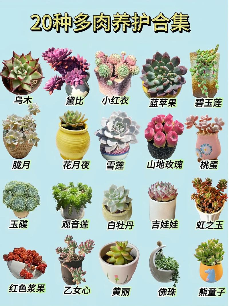 女美月怎么养(美女是怎么养出来的)-第2张图片-多多自然网 女美月怎么养(美女是怎么养出来的)-第2张图片-多多自然网