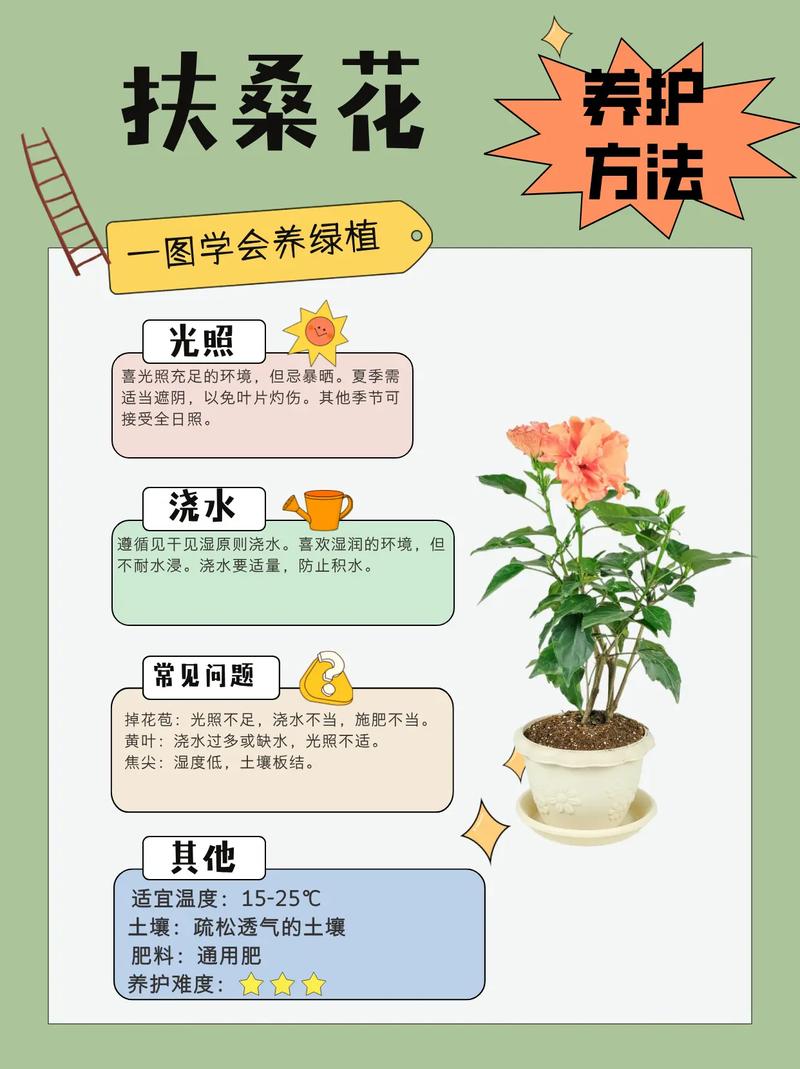 扶桑花怎么养(扶桑花怎么养才能开花)-第1张图片-多多自然网 扶桑花怎么养(扶桑花怎么养才能开花)-第1张图片-多多自然网