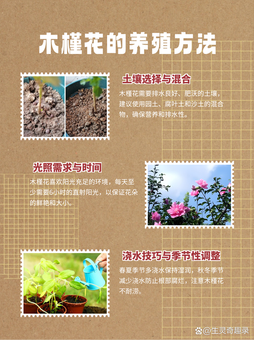 扶桑花怎么养(扶桑花怎么养才能开花)-第3张图片-多多自然网 扶桑花怎么养(扶桑花怎么养才能开花)-第3张图片-多多自然网