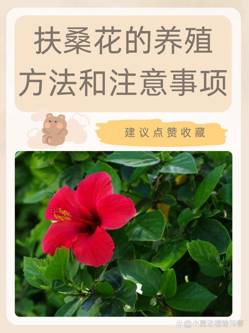 扶桑花怎么养(扶桑花怎么养才能开花)-第6张图片-多多自然网 扶桑花怎么养(扶桑花怎么养才能开花)-第6张图片-多多自然网