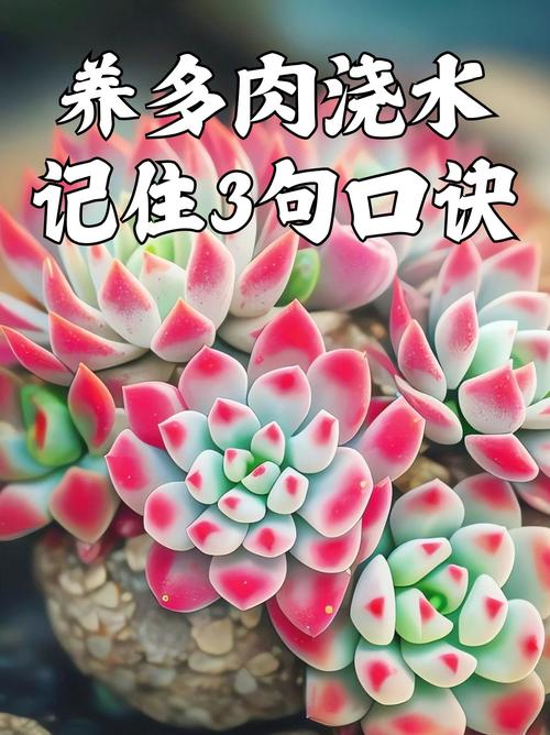 多肉植物多久浇一次水(多肉植物多久浇一次水合适?)-第3张图片-多多自然网 多肉植物多久浇一次水(多肉植物多久浇一次水合适?)-第3张图片-多多自然网