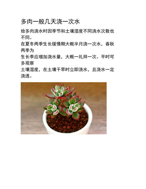 多肉植物多久浇一次水(多肉植物多久浇一次水合适?)-第6张图片-多多自然网 多肉植物多久浇一次水(多肉植物多久浇一次水合适?)-第6张图片-多多自然网