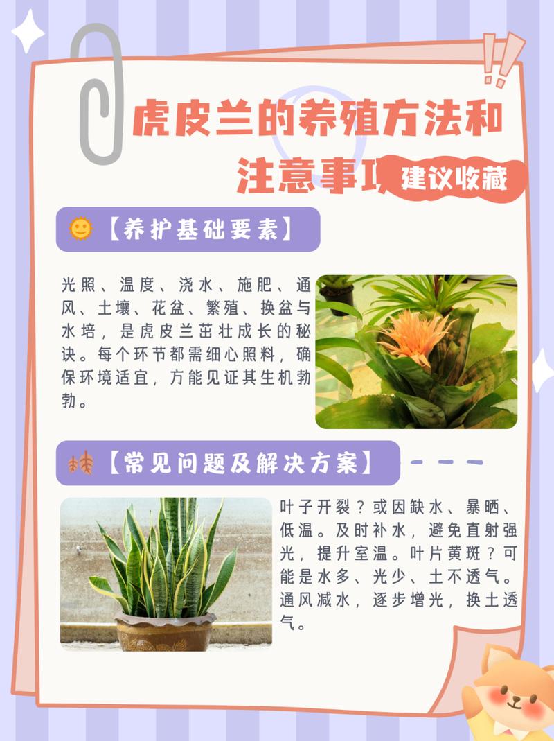 虎皮兰怎么养(虎皮兰怎么养才能快速长高)-第1张图片-多多自然网 虎皮兰怎么养(虎皮兰怎么养才能快速长高)-第1张图片-多多自然网